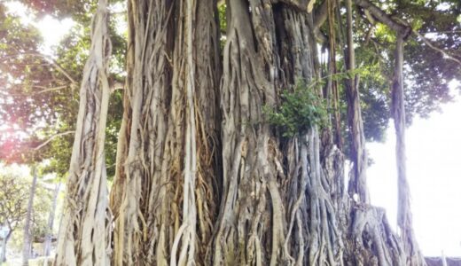 ハワイワイキキサーフィンDay4(2019)